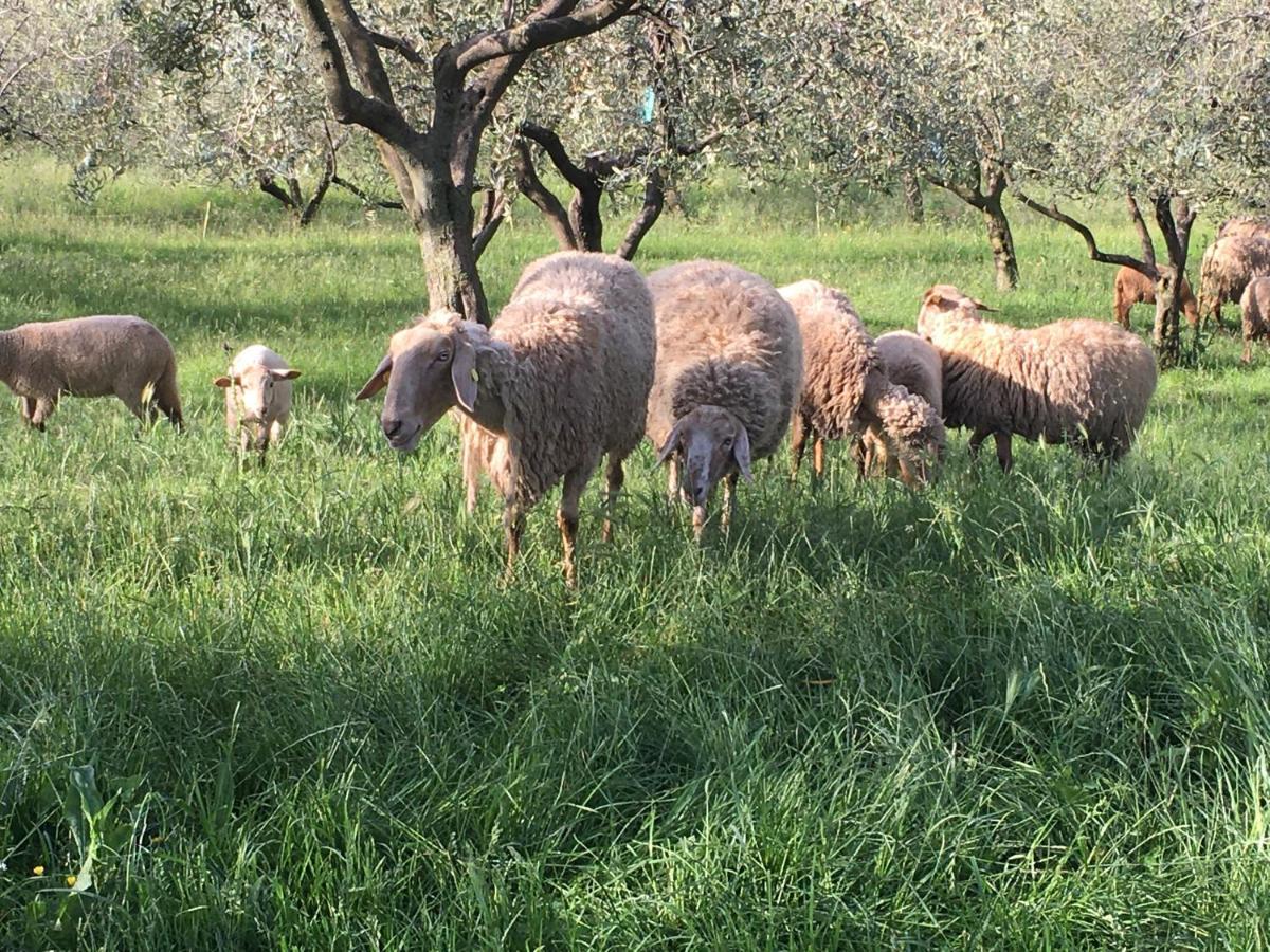 Agriturismo Casa Rosa Verona Eksteriør bilde